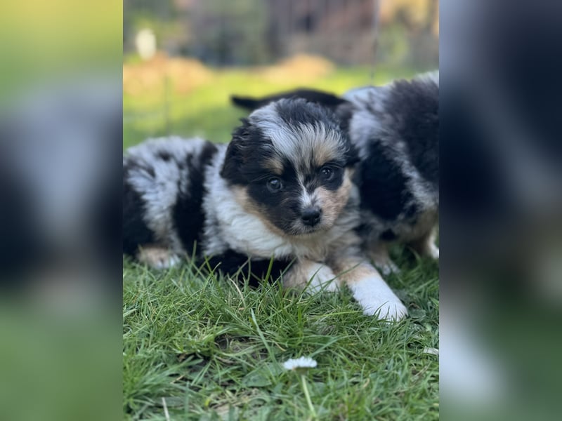 Einzigartige Mini Aussies