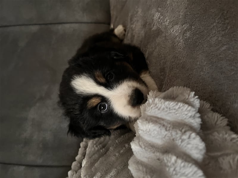 Mini Australien Shepherd Welpen