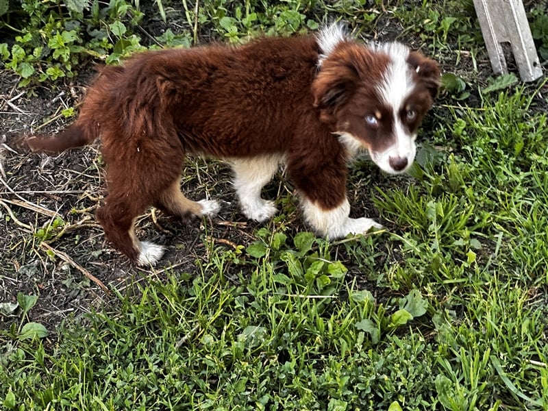 Mini Australien Shepherd Welpen!