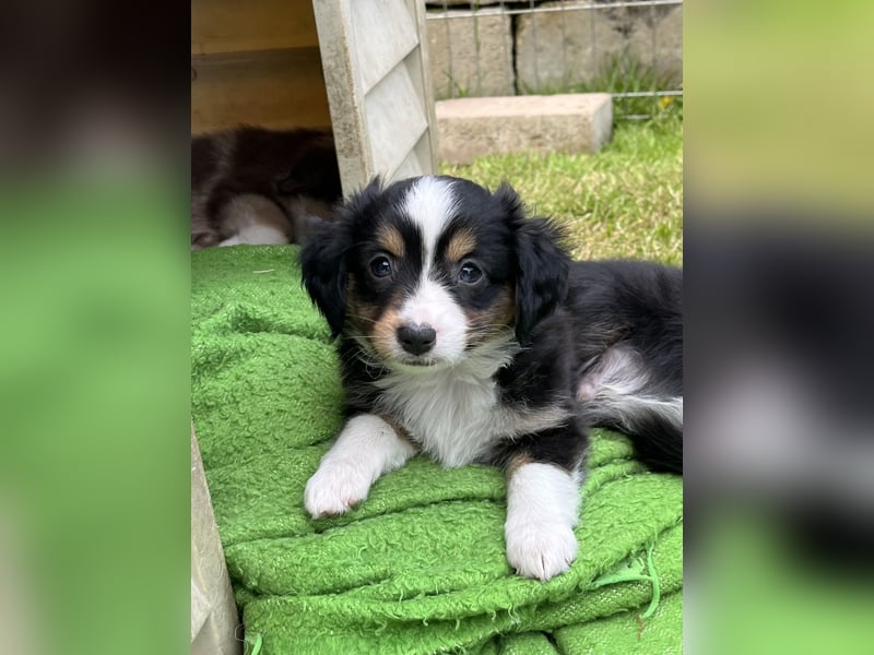 Toy Australian Shepherd Welpen Mädchen m. Papieren