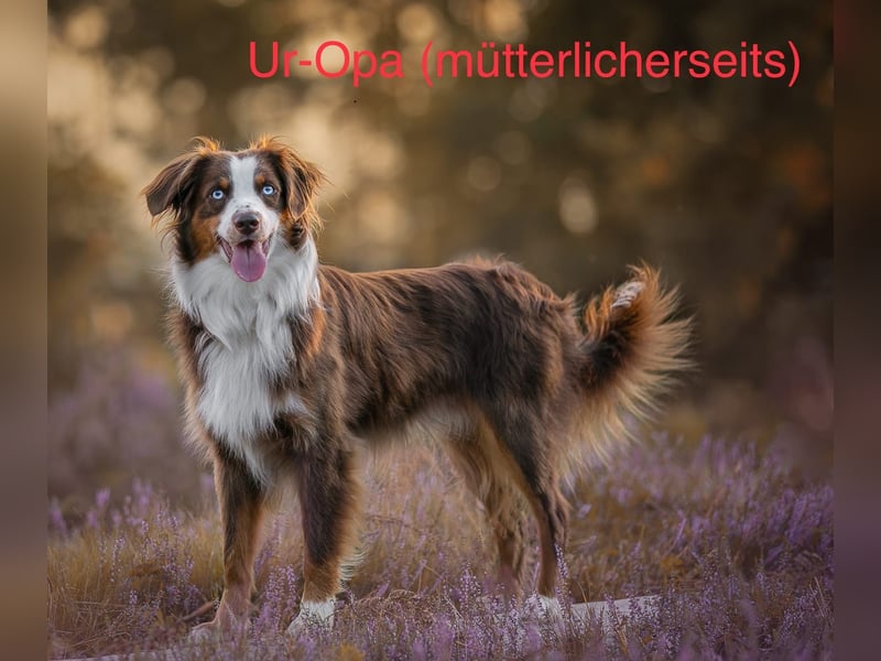 Zuckersüße Mini Australian Shepherds aus Familienzucht