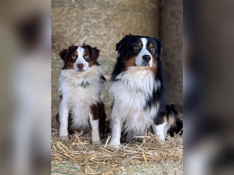 Zuckersüße Mini Australian Shepherds aus Familienzucht