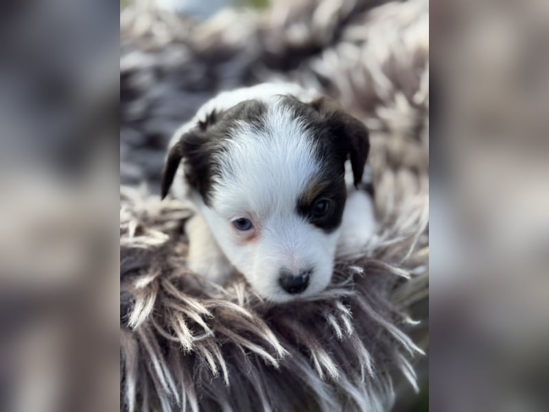 Zuckersüße Mini Australian Shepherds aus Familienzucht
