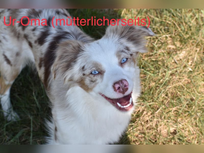 Zuckersüße Mini Australian Shepherds aus Familienzucht