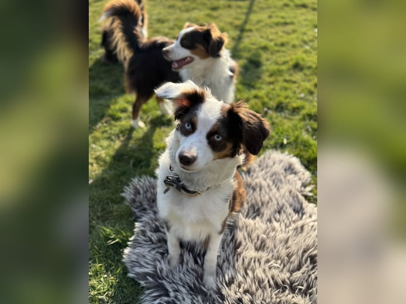 Zuckersüße Mini Australian Shepherds aus Familienzucht