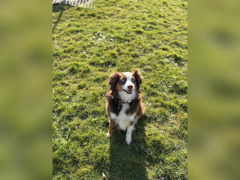 Zuckersüße Mini Australian Shepherds aus Familienzucht
