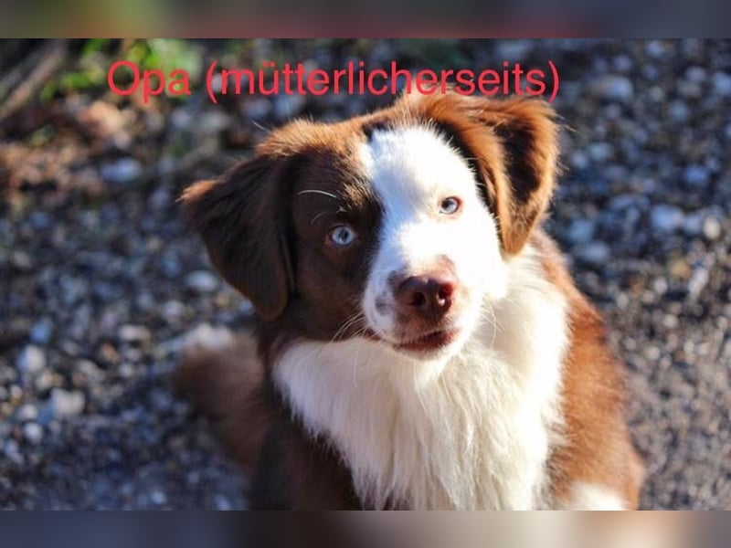 Zuckersüße Mini Australian Shepherds aus Familienzucht