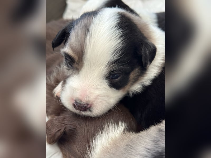 Wunderschöne Mini Australien Shepherd Welpen mit Papiere