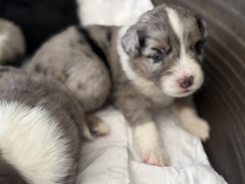Wunderschöne Mini Australien Shepherd Welpen mit Papiere