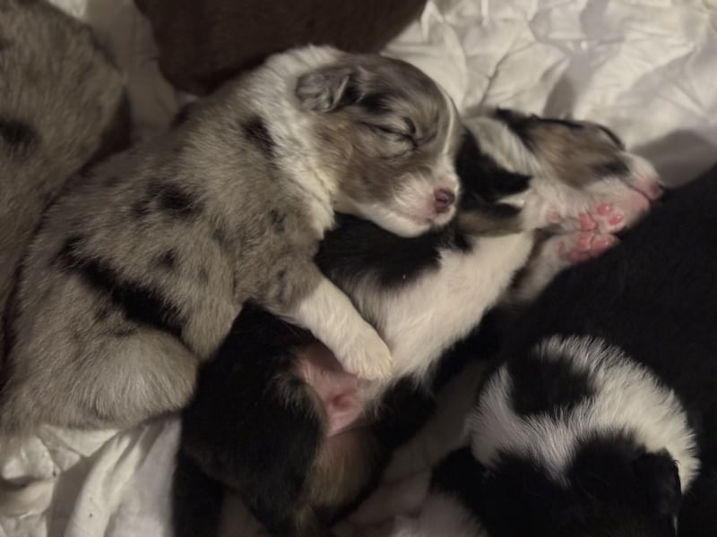 Wunderschöne Mini Australien Shepherd Welpen mit Papiere