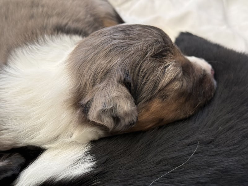 Wunderschöne Mini Australien Shepherd Welpen mit Papiere