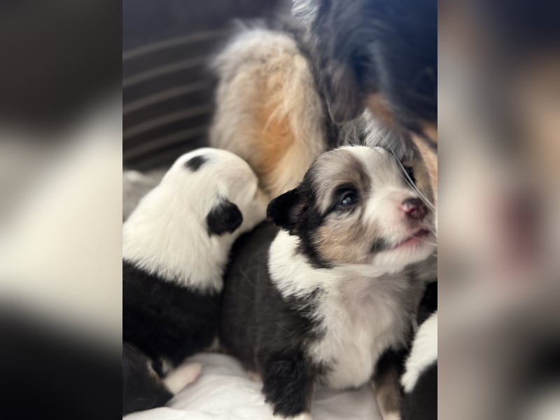 Wunderschöne Mini Australien Shepherd Welpen mit Papiere