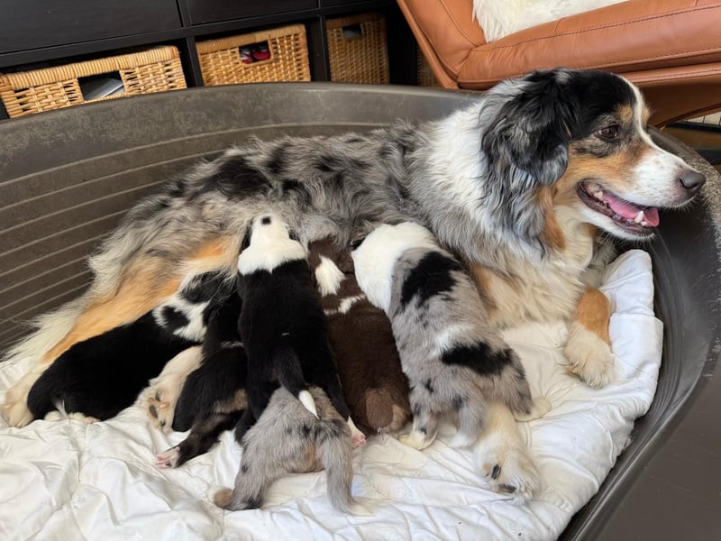 Wunderschöne Mini Australien Shepherd Welpen mit Papiere