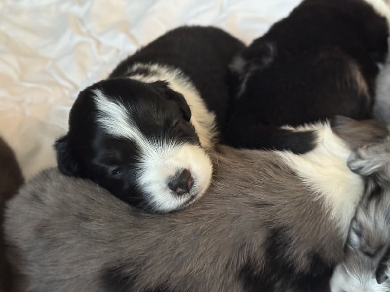 Wunderschöne Mini Australien Shepherd Welpen mit Papiere