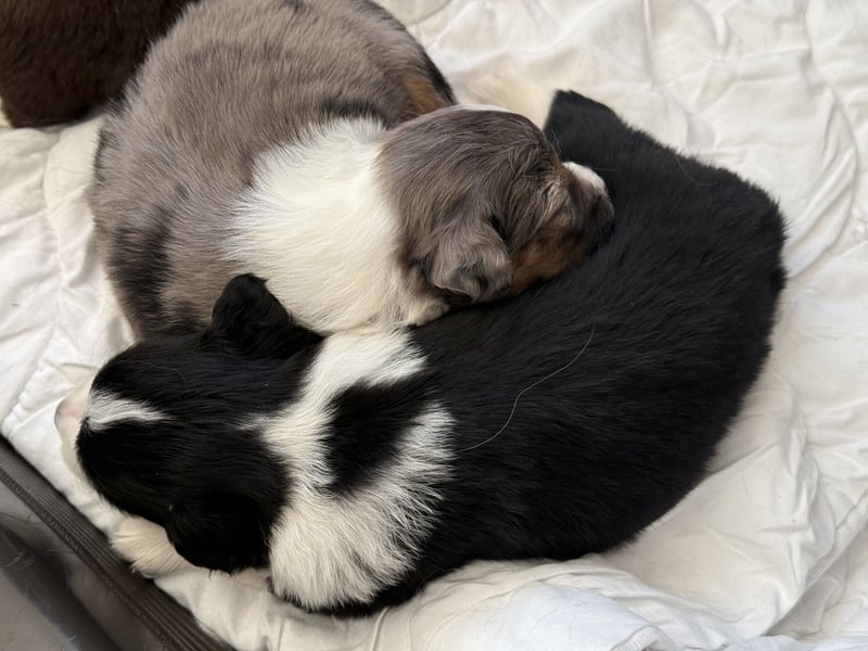 Wunderschöne Mini Australien Shepherd Welpen mit Papiere