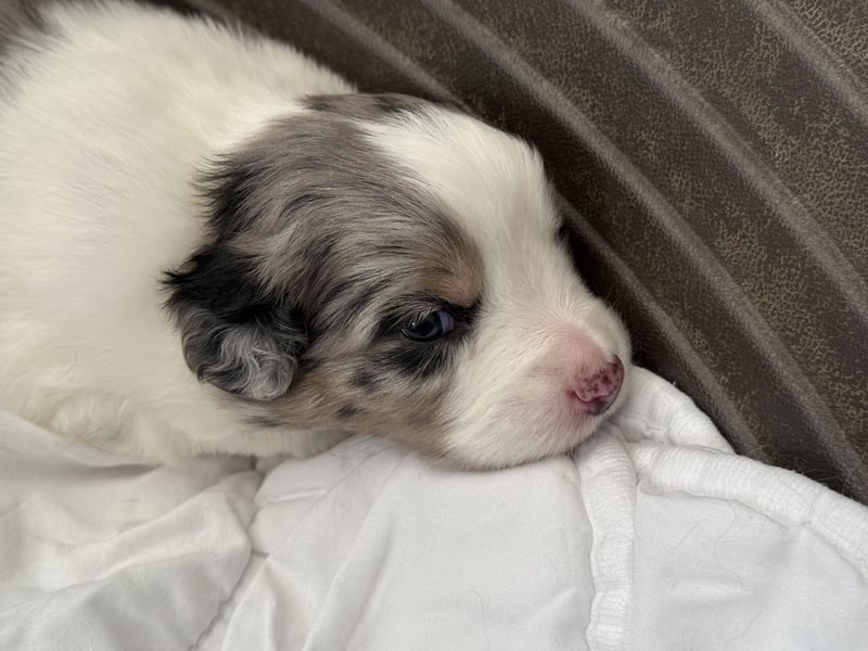 Wunderschöne Mini Australien Shepherd Welpen mit Papiere