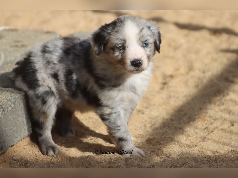 1 bildschöne Mini Australian Shepherd Hündin in blue merle bi mit blauen Augen