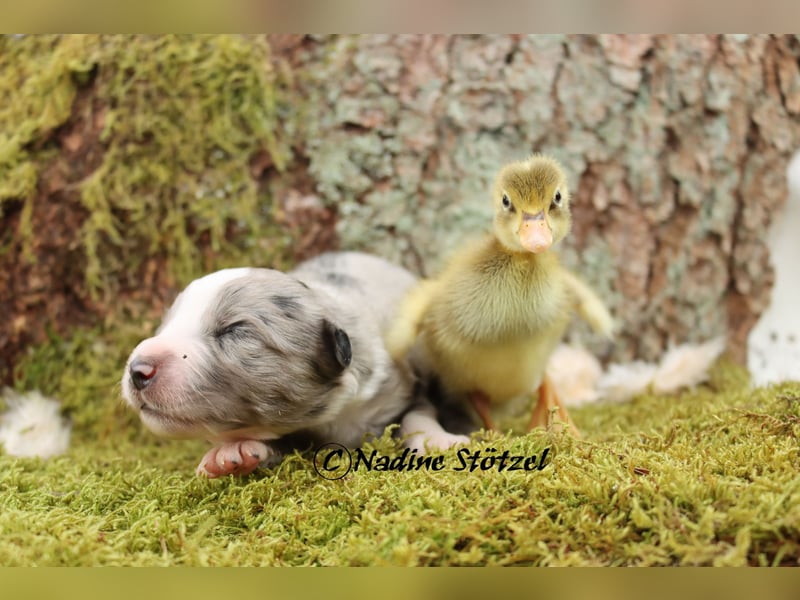 1 bildschöne Mini Australian Shepherd Hündin in blue merle bi mit blauen Augen