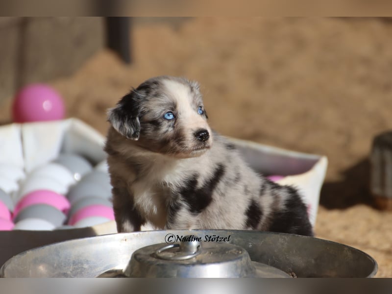 1 bildschöne Mini Australian Shepherd Hündin in blue merle bi mit blauen Augen