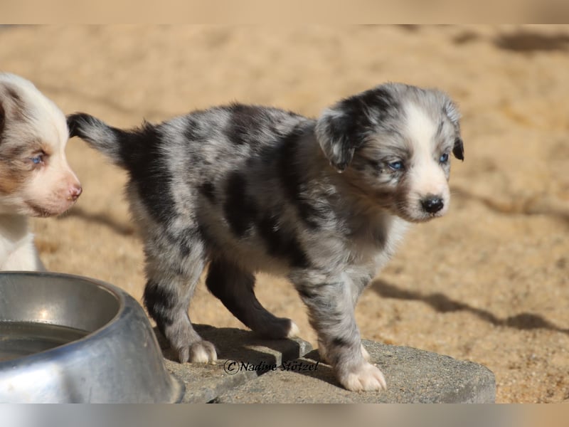1 bildschöne Mini Australian Shepherd Hündin in blue merle bi mit blauen Augen