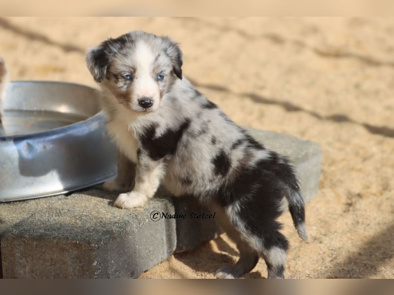 1 bildschöne Mini Australian Shepherd Hündin in blue merle bi mit blauen Augen