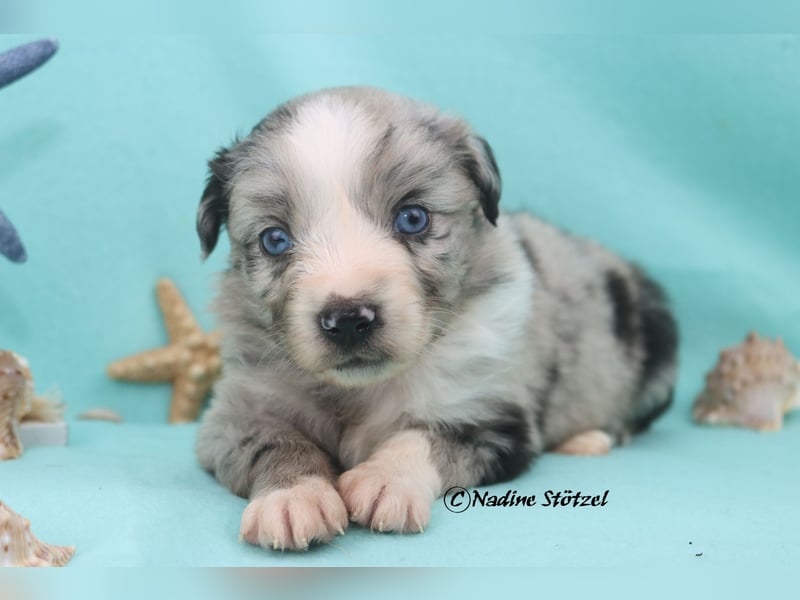 1 bildschöne Mini Australian Shepherd Hündin in blue merle bi mit blauen Augen