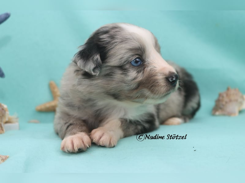 1 bildschöne Mini Australian Shepherd Hündin in blue merle bi mit blauen Augen