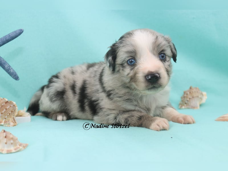 1 bildschöne Mini Australian Shepherd Hündin in blue merle bi mit blauen Augen