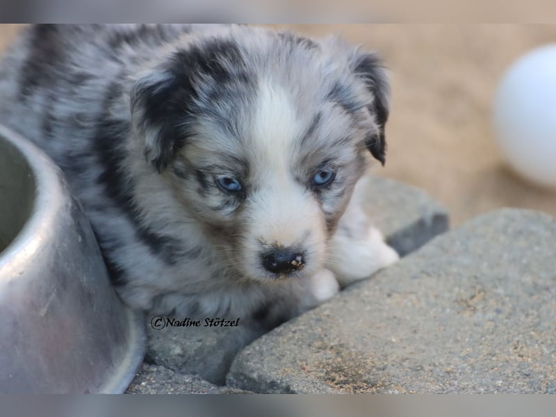 1 bildschöne Mini Australian Shepherd Hündin in blue merle bi mit blauen Augen