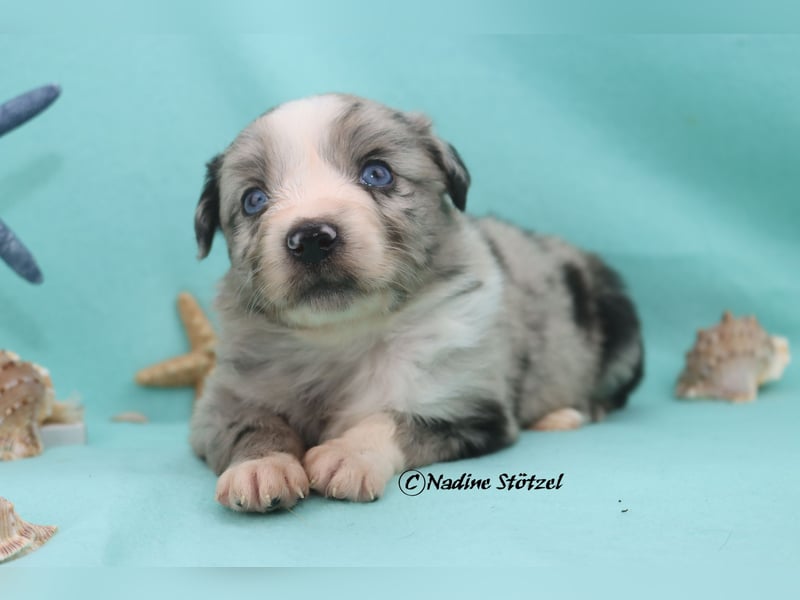 1 bildschöne Mini Australian Shepherd Hündin in blue merle bi mit blauen Augen