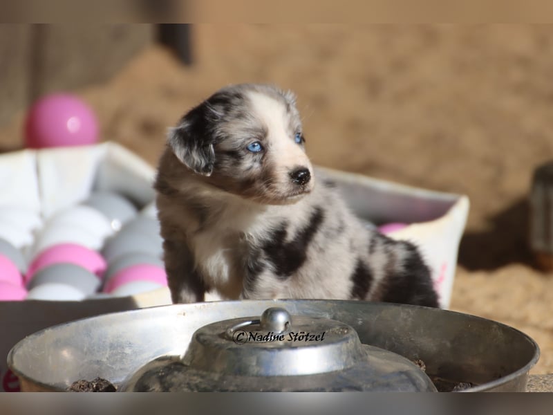 1 bildschöne Mini Australian Shepherd Hündin in blue merle bi mit blauen Augen