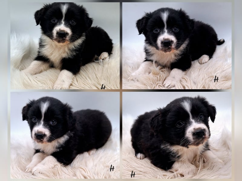 Mini Miniature Australian Shepherd Welpen mit Papieren