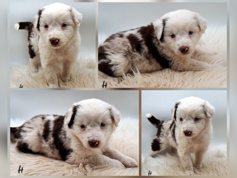 Mini Miniature Australian Shepherd Welpen mit Papieren
