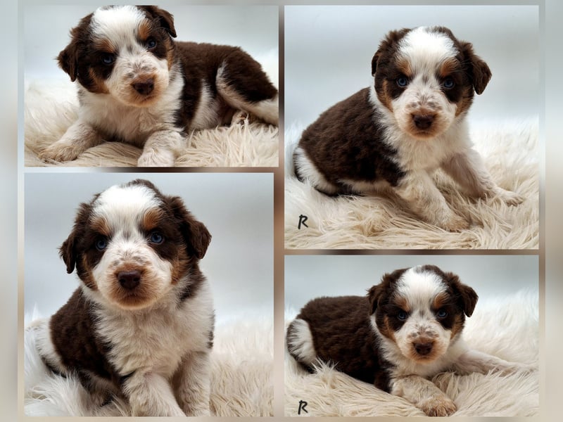Mini Miniature Australian Shepherd Welpen mit Papieren