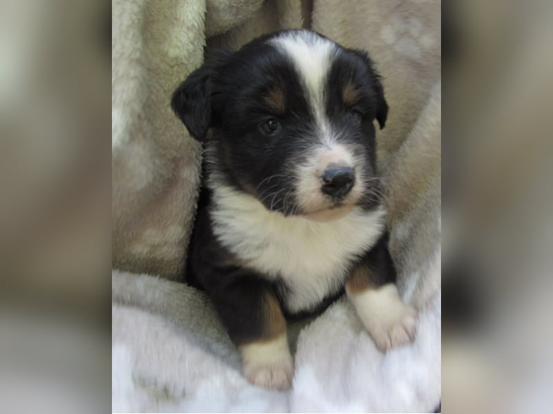 Mini Aussie Welpen Miniatur Australian Shepherd Welpen Welpe