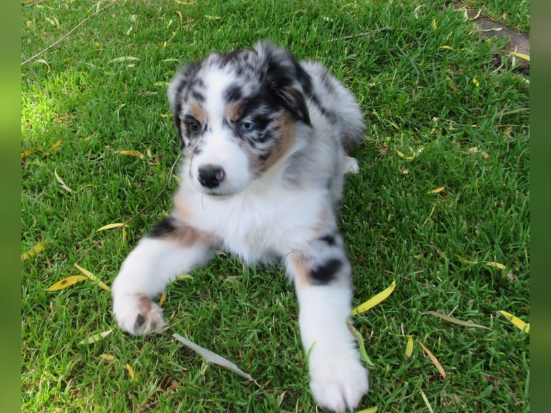 Mini Aussie Welpen Miniatur Australian Shepherd Welpen Welpe