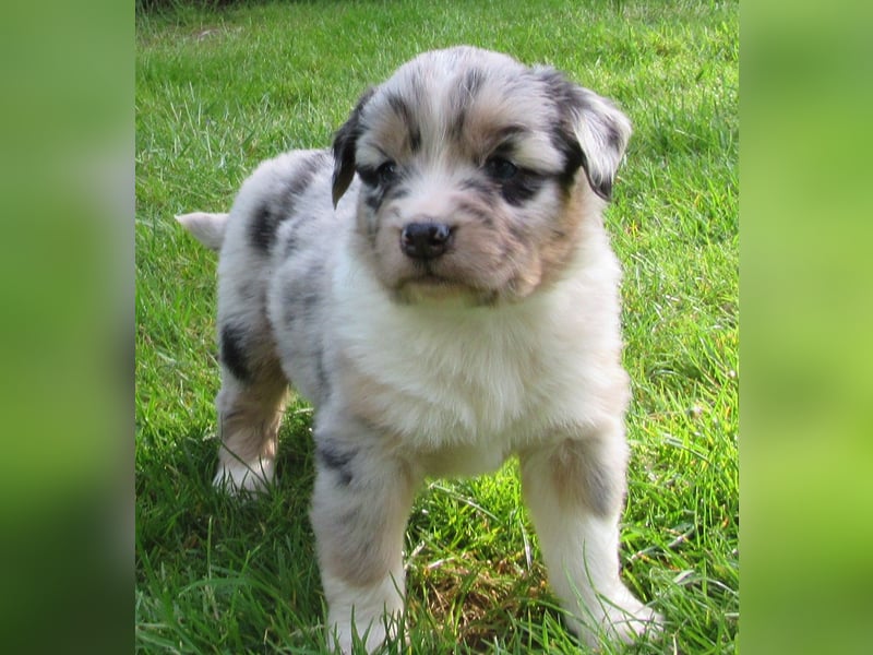 Mini Aussie Welpen Miniatur Australian Shepherd Welpen Welpe