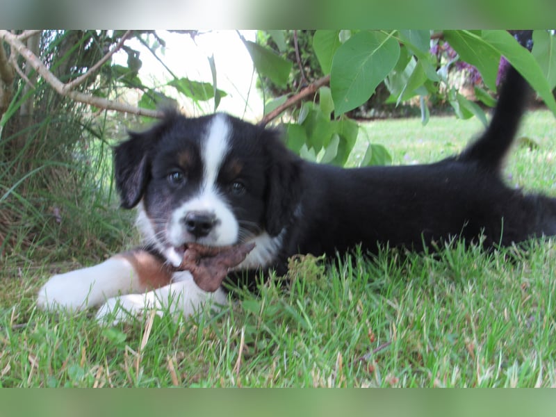 Mini Aussie Welpen Miniatur Australian Shepherd Welpen Welpe