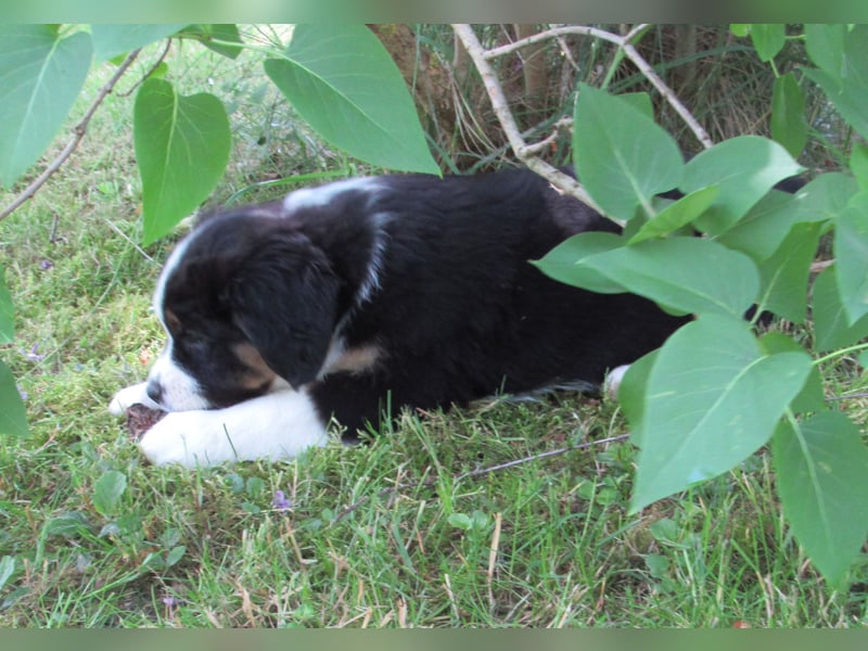 Mini Aussie Welpen Miniatur Australian Shepherd Welpen Welpe