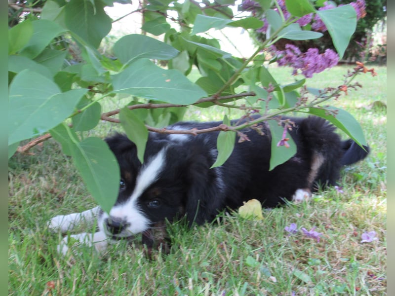 Mini Aussie Welpen Miniatur Australian Shepherd Welpen Welpe