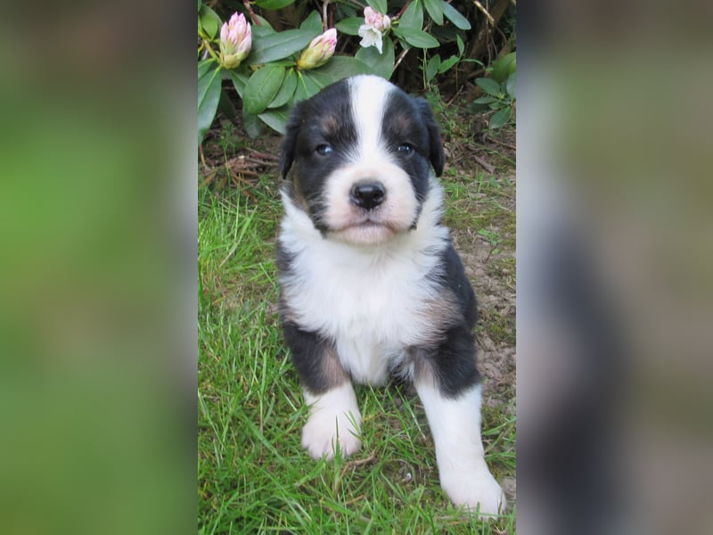 Mini Aussie Welpen Miniatur Australian Shepherd Welpen Welpe