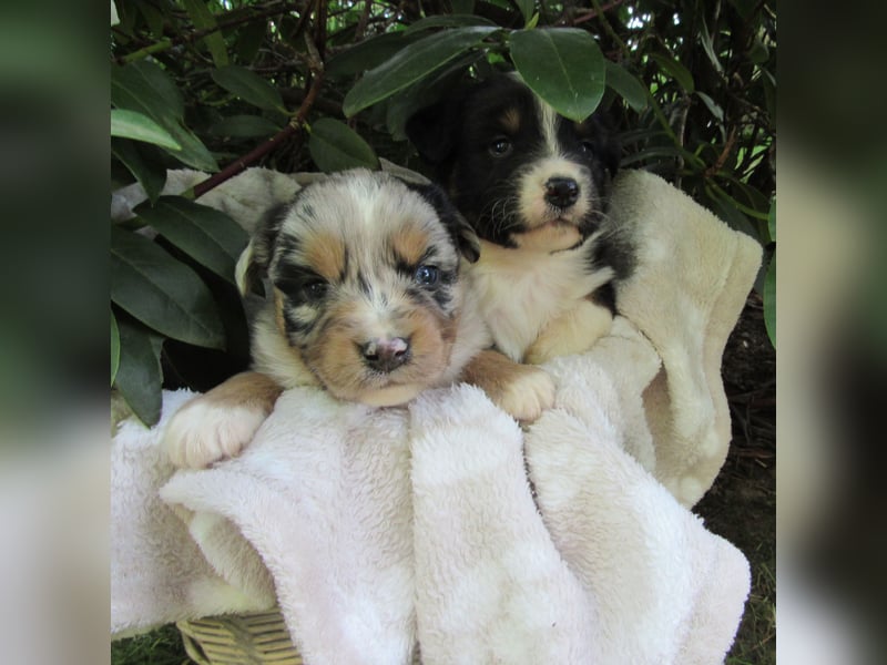 Mini Aussie Welpen Miniatur Australian Shepherd Welpen Welpe