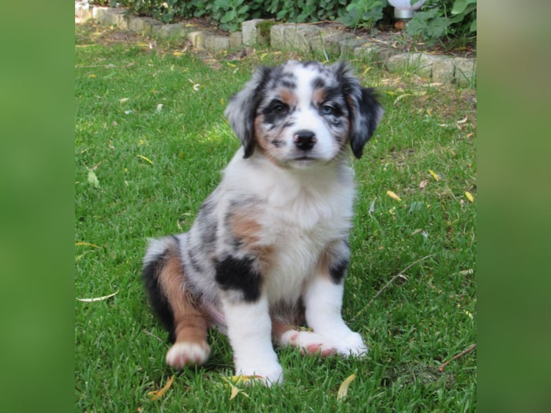 Mini Aussie Welpen Miniatur Australian Shepherd Welpen Welpe