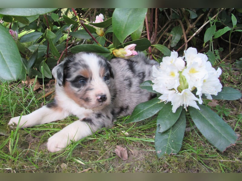 Mini Aussie Welpen Miniatur Australian Shepherd Welpen Welpe