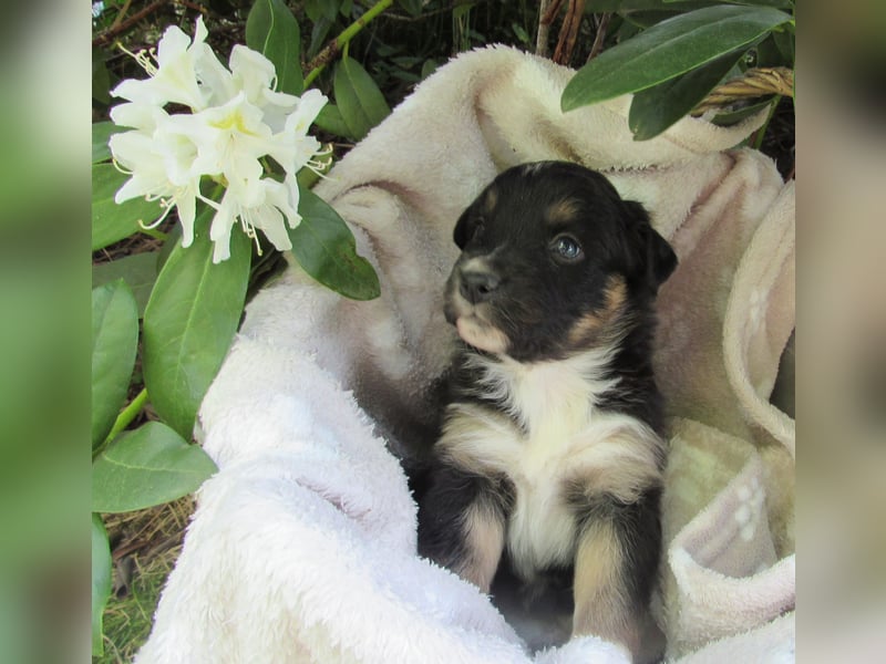 Mini Aussie Welpen Miniatur Australian Shepherd Welpen Welpe