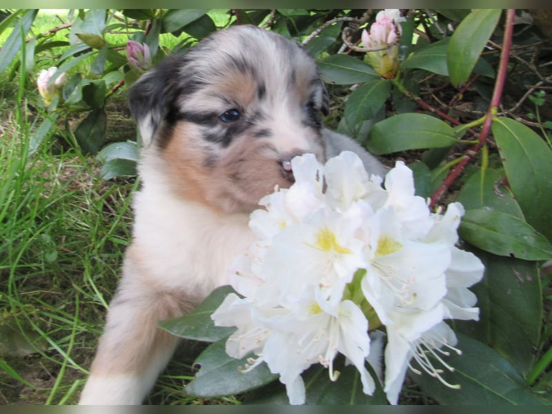 Mini Aussie Welpen Miniatur Australian Shepherd Welpen Welpe