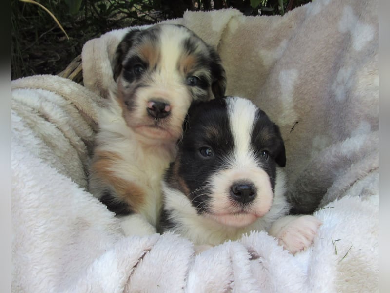 Mini Aussie Welpen Miniatur Australian Shepherd Welpen Welpe