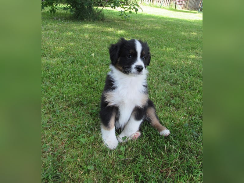 Mini Aussie Welpen Miniatur Australian Shepherd Welpen Welpe