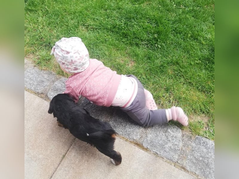 Wurfankündigung Mini Aussie mit Papieren (Miniature Australian Shepherd)