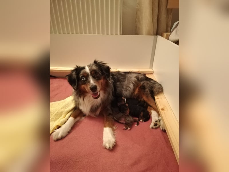Wurfankündigung Mini Aussie mit Papieren (Miniature Australian Shepherd)